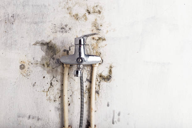  Greenville, RI Mold Removal Pros