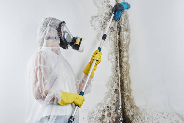 Best Residential Mold Remediation in Greenville, RI