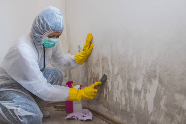 Reliable Greenville, RI Mold Remediation Solutions