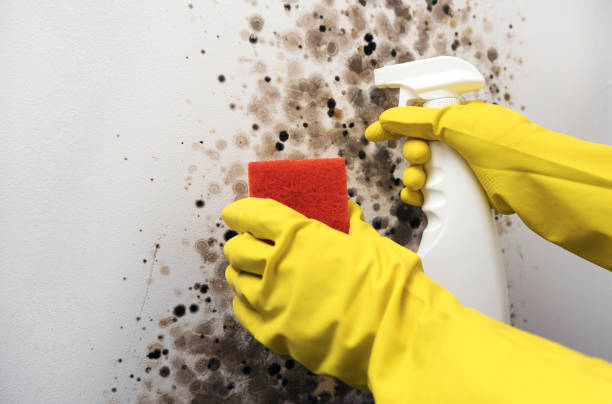 Best Crawl Space Mold Remediation in Greenville, RI