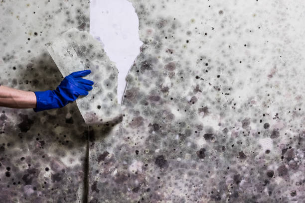 Best Attic Mold Remediation in Greenville, RI