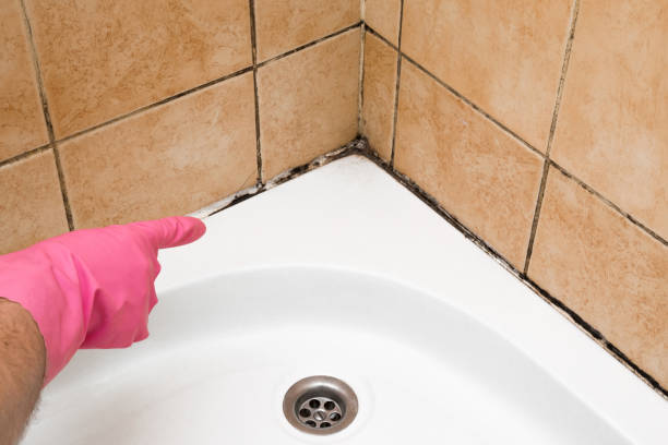 Best Residential Mold Remediation in Greenville, RI